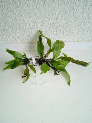 Javafarn (Microsorum pteropus) ca. 18 bis 27 cm