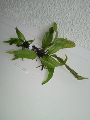 Javafarn (Microsorum pteropus) ca. 18 bis 27 cm Bild 2