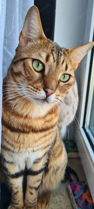 Kater zu verkaufen 3J