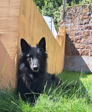 Belgischer Schäferhund 