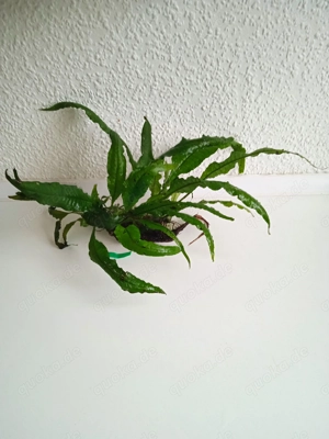 Javafarn (Microsorum pteropus) ca. 23 bis 33 cm