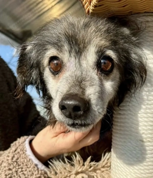 Benno   kleiner, katzenverträglicher Senior