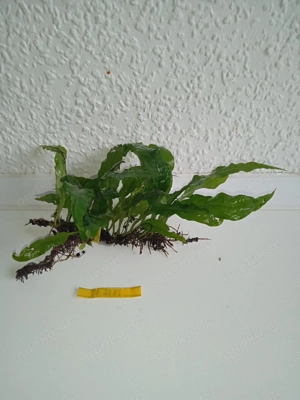 Javafarn (Microsorum pteropus) ca. 13 bis 18 cm