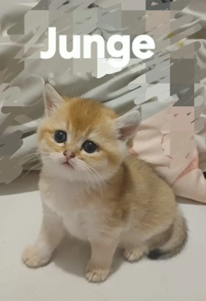 Wunderschöne BKH kitten in gold Chinchilla 