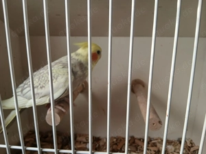 Nympfensittich Henne