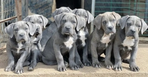 Cane Corso