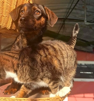 Luca   katzenverträglicher, sanfter Mini-Rüde