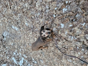 Dachsbracke sucht ein neues Zuhause