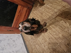 Dachsbracke sucht ein neues Zuhause Bild 2