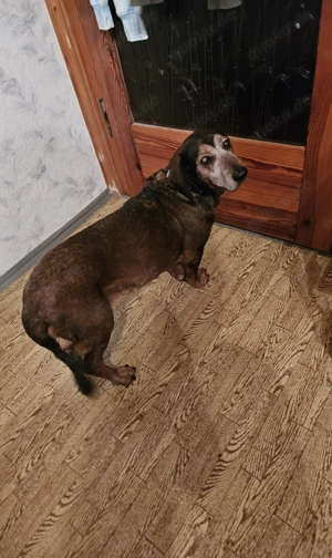 Dachsbracke sucht ein neues Zuhause Bild 3