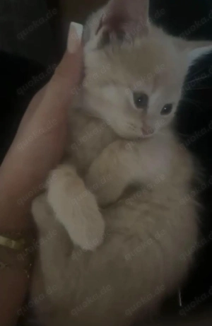    Süßer Kitten sucht ein liebevolles Zuhause   