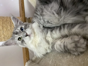 Maine Coon Deckkater 