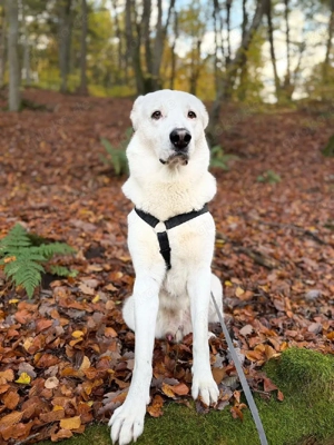schäferhund kangal mix