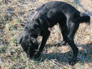 Labrador   Drahthaar Mischling 