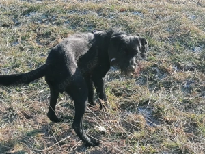 Labrador   Drahthaar Mischling 