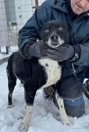 Liebenswerter Camillo - sucht entspanntes Zuhause Bild 4