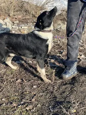 Liebenswerter Camillo - sucht entspanntes Zuhause Bild 3