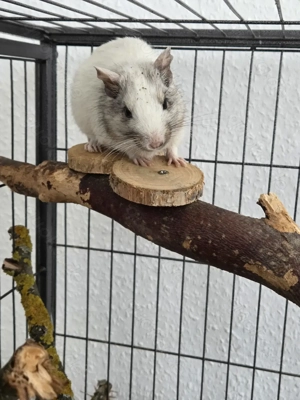 2 Degu-Männchen abzugeben mit oder one Käfig  Bild 2