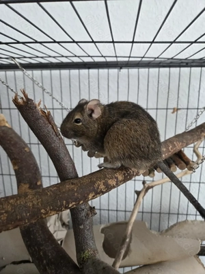 2 Degu-Männchen abzugeben mit oder one Käfig  Bild 3