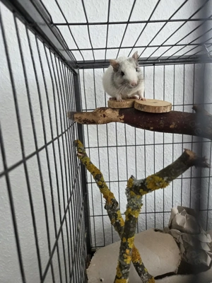 2 Degu-Männchen abzugeben mit oder one Käfig  Bild 4