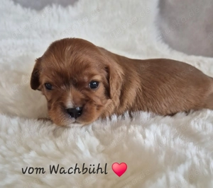 Wunderschöne Cavalier King Charles Spaniel Welpen aus seriöser Zucht mit Ahnentafel 