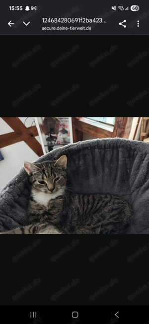 2 sehr verschmuste junge Katzen 