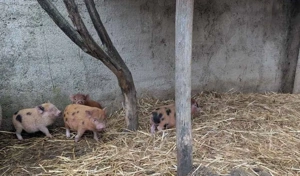 Microschwein Ferkel Tea Cup Minischweine