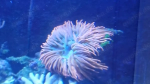 Entacmea quadricolor Sunburst Blasenanemone Kupferanemone Meerwasser Korallen