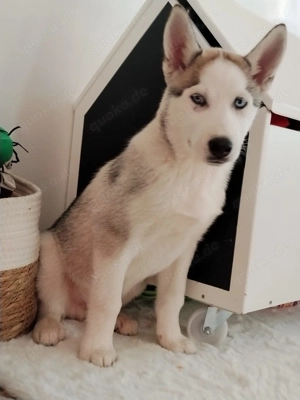 1 Siberian Husky Welpen Rüden