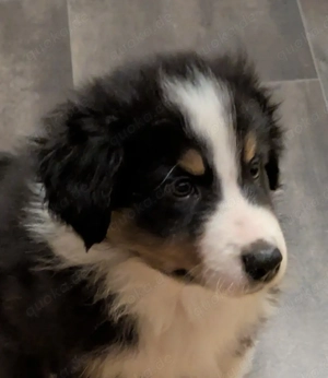 Australian Shepherd Welpen 