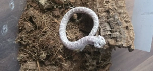 0.1 Lavender Hakennasennatter 