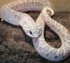 0.1 Lavender Hakennasennatter 