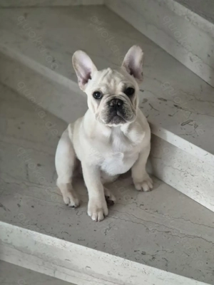 Reinrassige Französische Bulldogge Welpen 