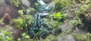 Dendrobates Auratus Zuchtpaar Bild 3