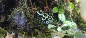Dendrobates Auratus Zuchtpaar Bild 2