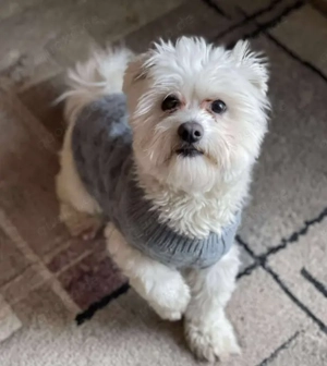 POPPY - Zuckerbub sucht seine Menschen (wartet in Rumänien) 