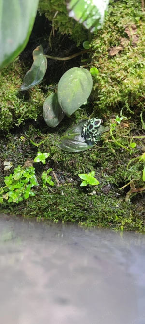 Dendrobates Auratus Zuchtpaar Bild 5