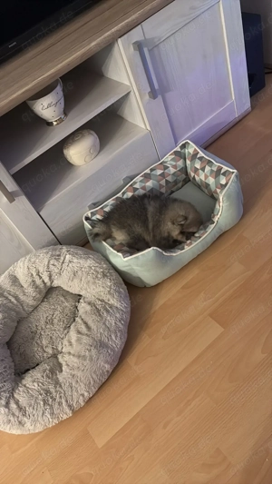 pommerian mini weibchen  Bild 5