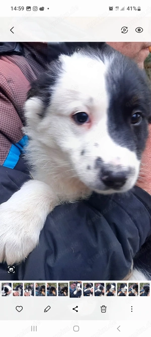 Bordercolli mix Bild 3