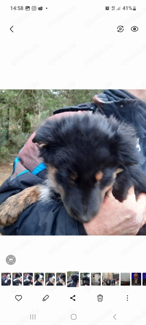 Bordercolli mix Bild 4