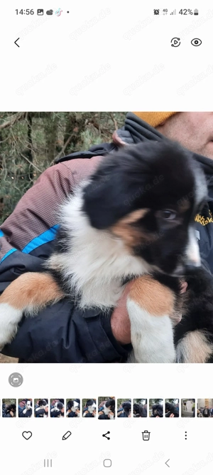 Bordercolli mix Bild 5