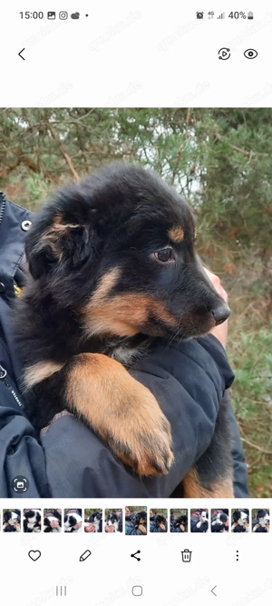 Bordercolli mix Bild 2