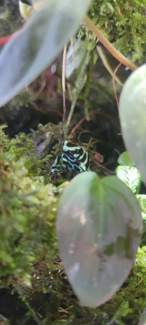 Dendrobates Auratus Zuchtpaar