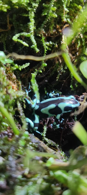 Dendrobates Auratus Zuchtpaar Bild 6
