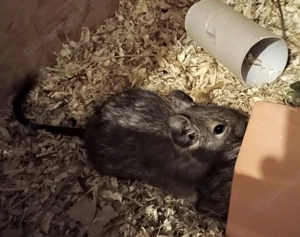 Baby-Degus suchen Für-Immer-Zuhause 
