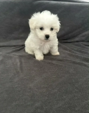  Mini Malteserwelpe
