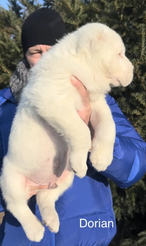 Zentralasiatischer Owtscharka