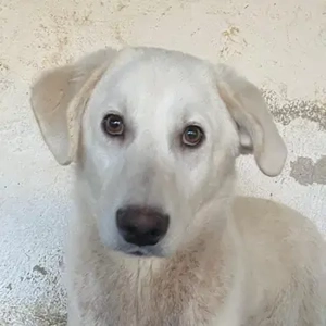  Elion, geb. ca. 06 2025, lebt in GRIECHENLAND, auf einer privaten Pflegestelle