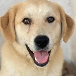  Shaggy, geb. ca. 04 2025, lebt in GRIECHENLAND, im städt. Tierheim Serres