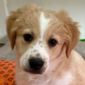 Booster, geb. ca. 11 2025, lebt in GRIECHENLAND, auf einer privaten Pflegestelle